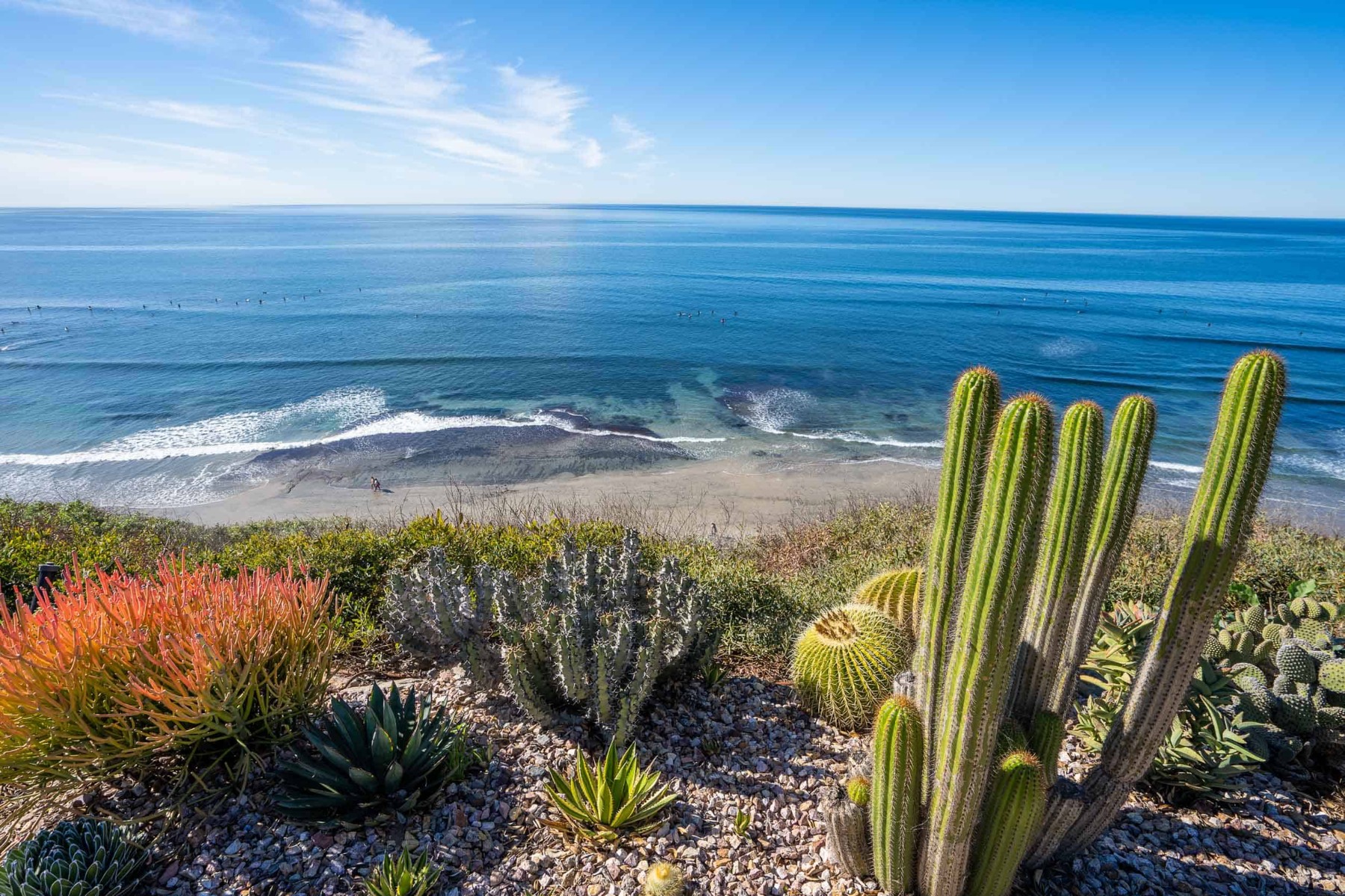Ocean view framed by coastal cactus gardens in San Diego